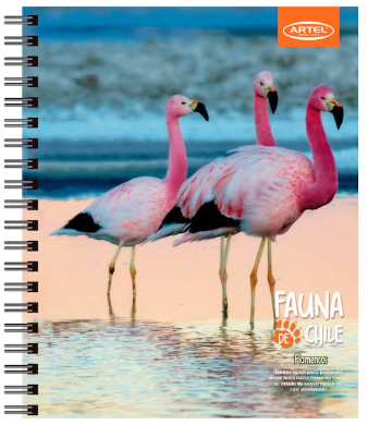 Cuaderno Universitario Artel 100 hojas 7mm animales de chile2