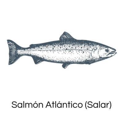 salmon atlantico