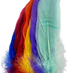 Plumas Enteras De Diferentes Colores 12un 1