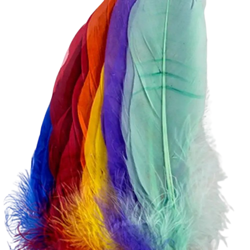 Plumas Enteras De Diferentes Colores 12un2