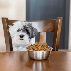 Alimentos para mascotas