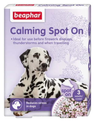 Camlming Spot Perro