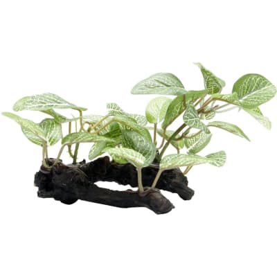 FLUVAL PLANTA HOJA DE SOMBRA AFRICANA SMALL