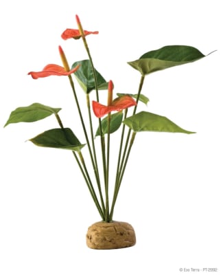 EXO TERRA ANTHURIUM BUSH