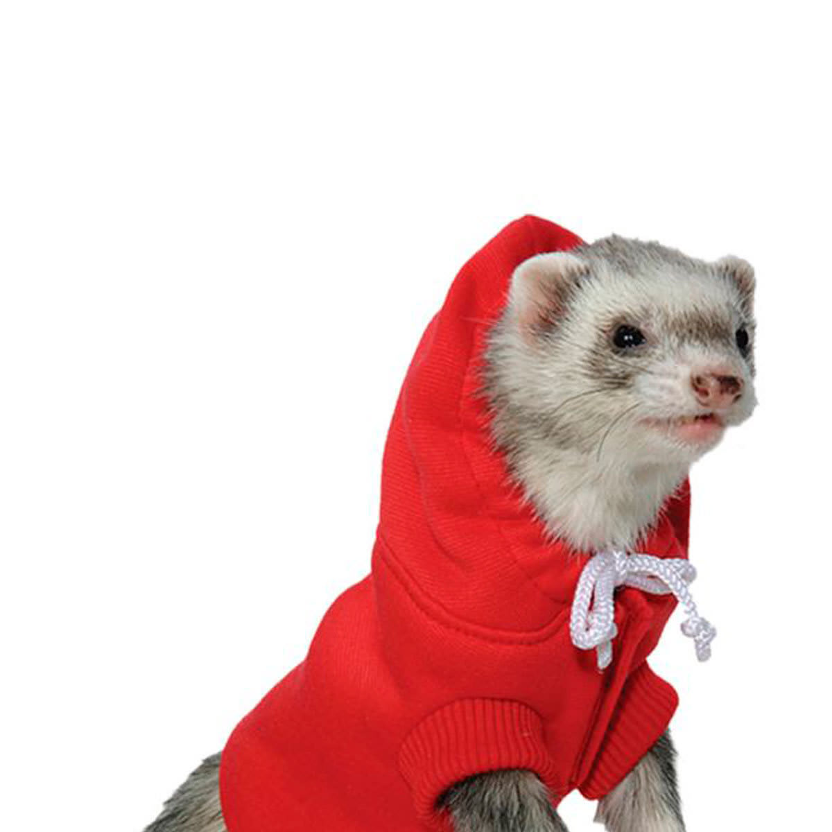 POLERÓN HURON CON GORRO1