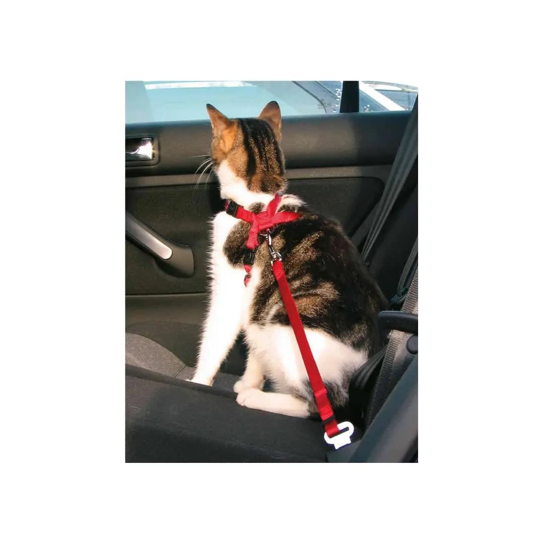 TX ARNES GATO PARA AUTO, 20-50 cm/15 mm, ROJO2