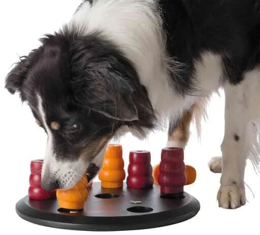 TX DOG ACTIVITY, JUEGO INTERACTIVO SOLITARIO, 7/ 29cm d2