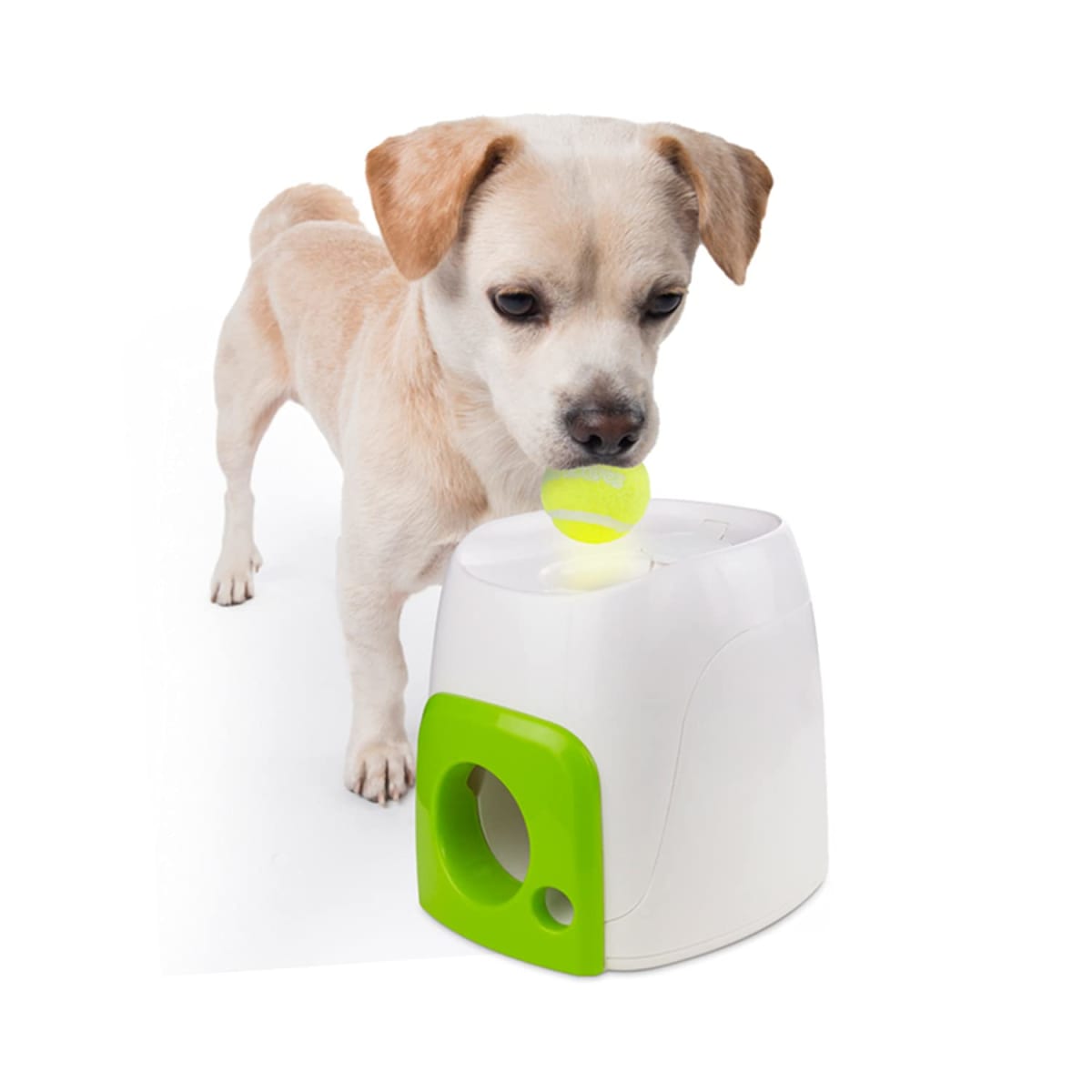 AFP INTERACTIVES FETCH N TREAT3