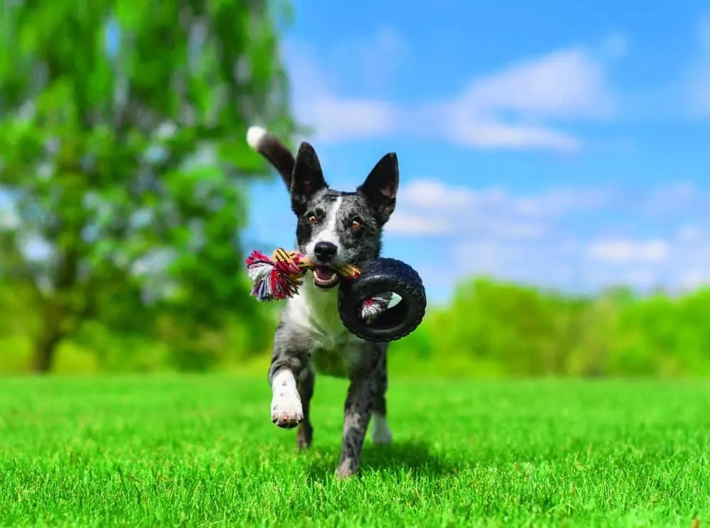 MM TIREBITERII MEDIUM 12.7 CM C/CUERDA2