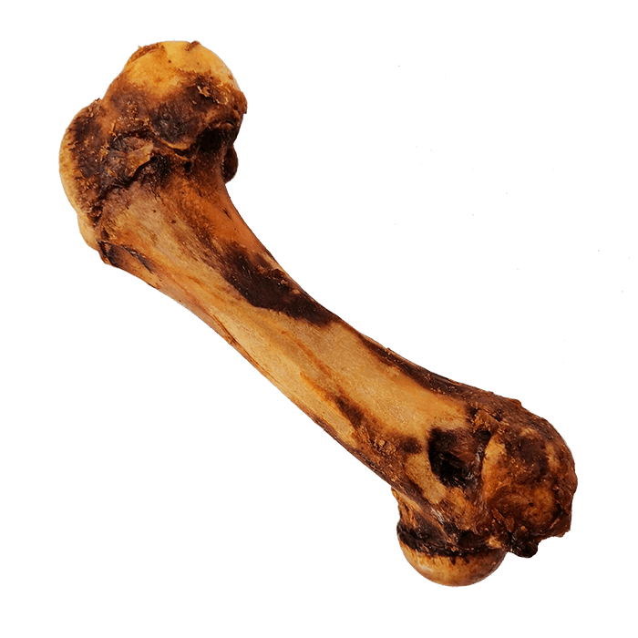 Femur de Cerdo1