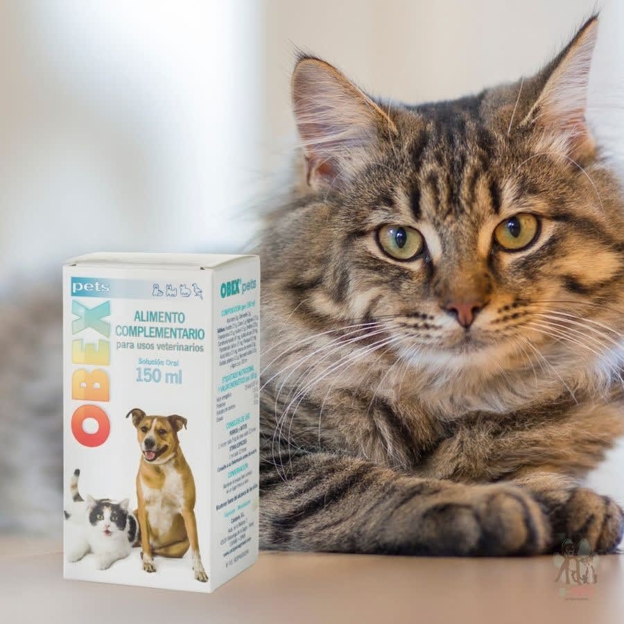 OBEX PETS SOLUCIÓN ORAL 150 ML3