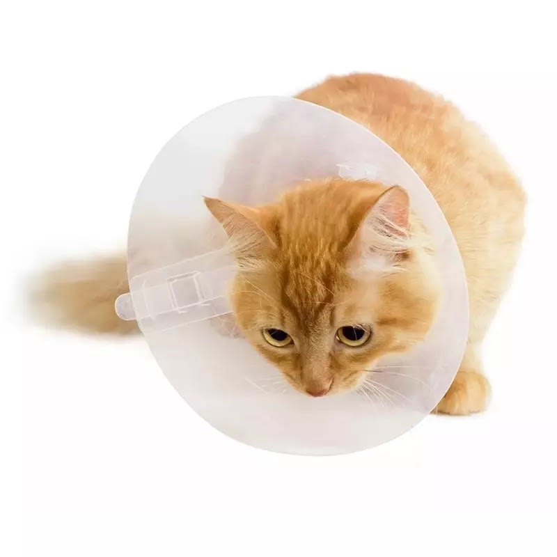 Collar Isabelino 12,5 CM1