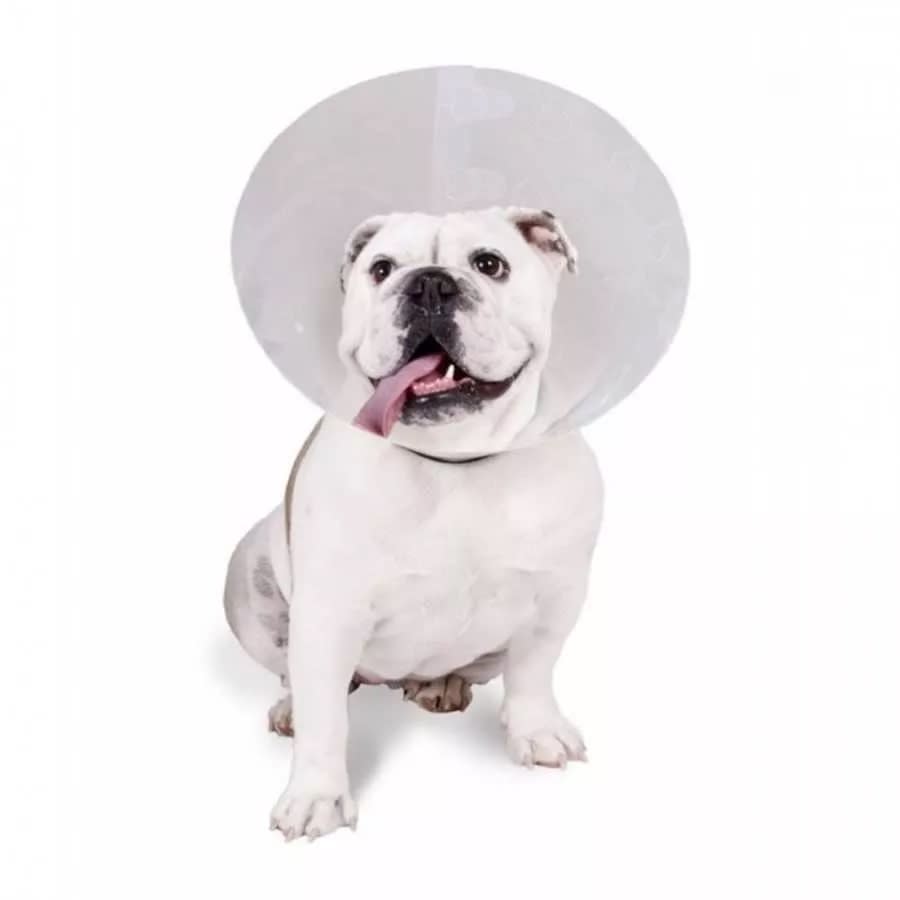 Collar Isabelino 25 CM1