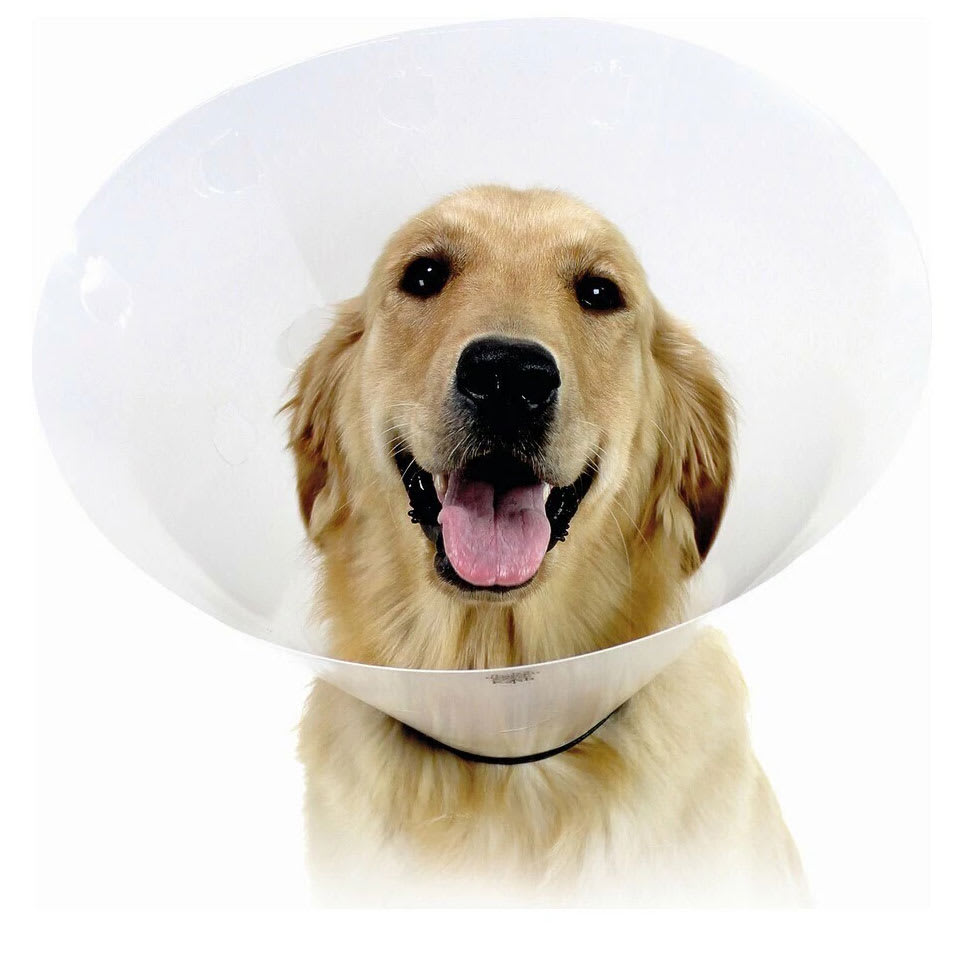 Collar Isabelino 30 CM1