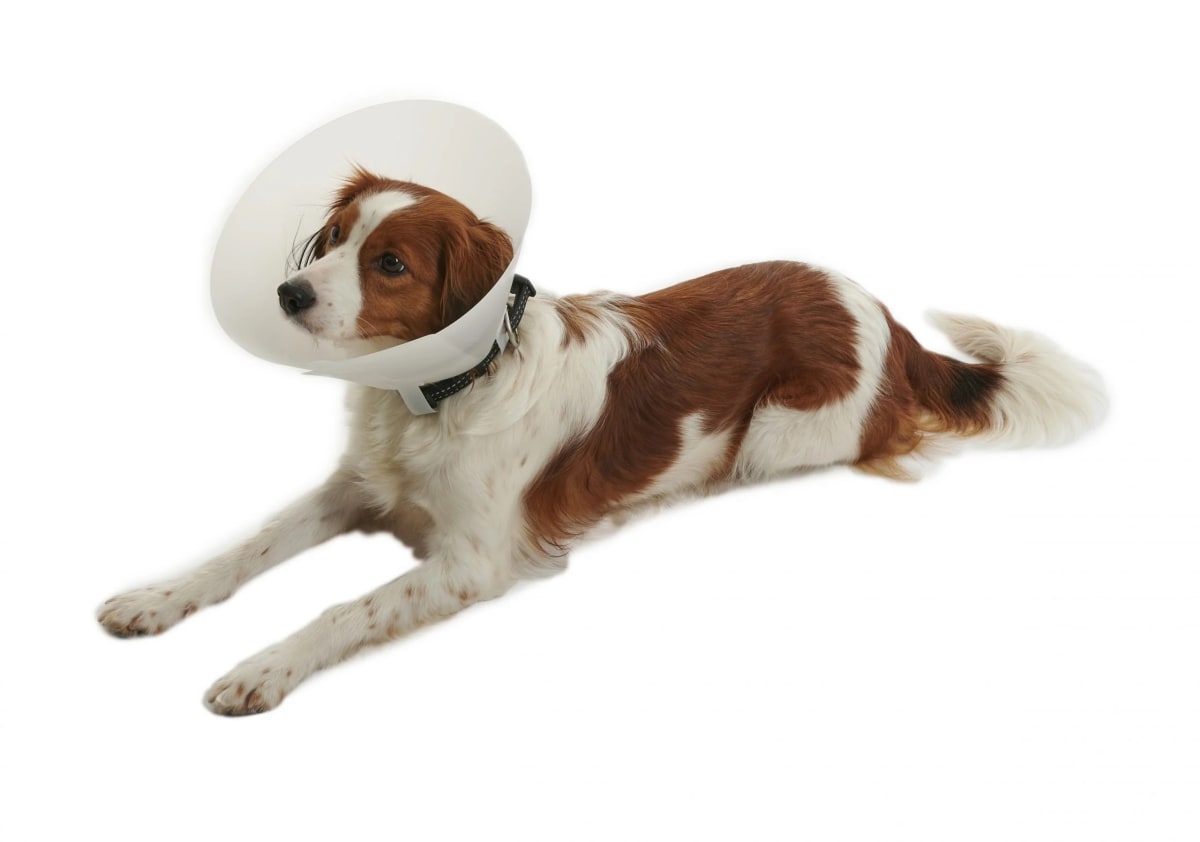 Collar Isabelino 20 CM1