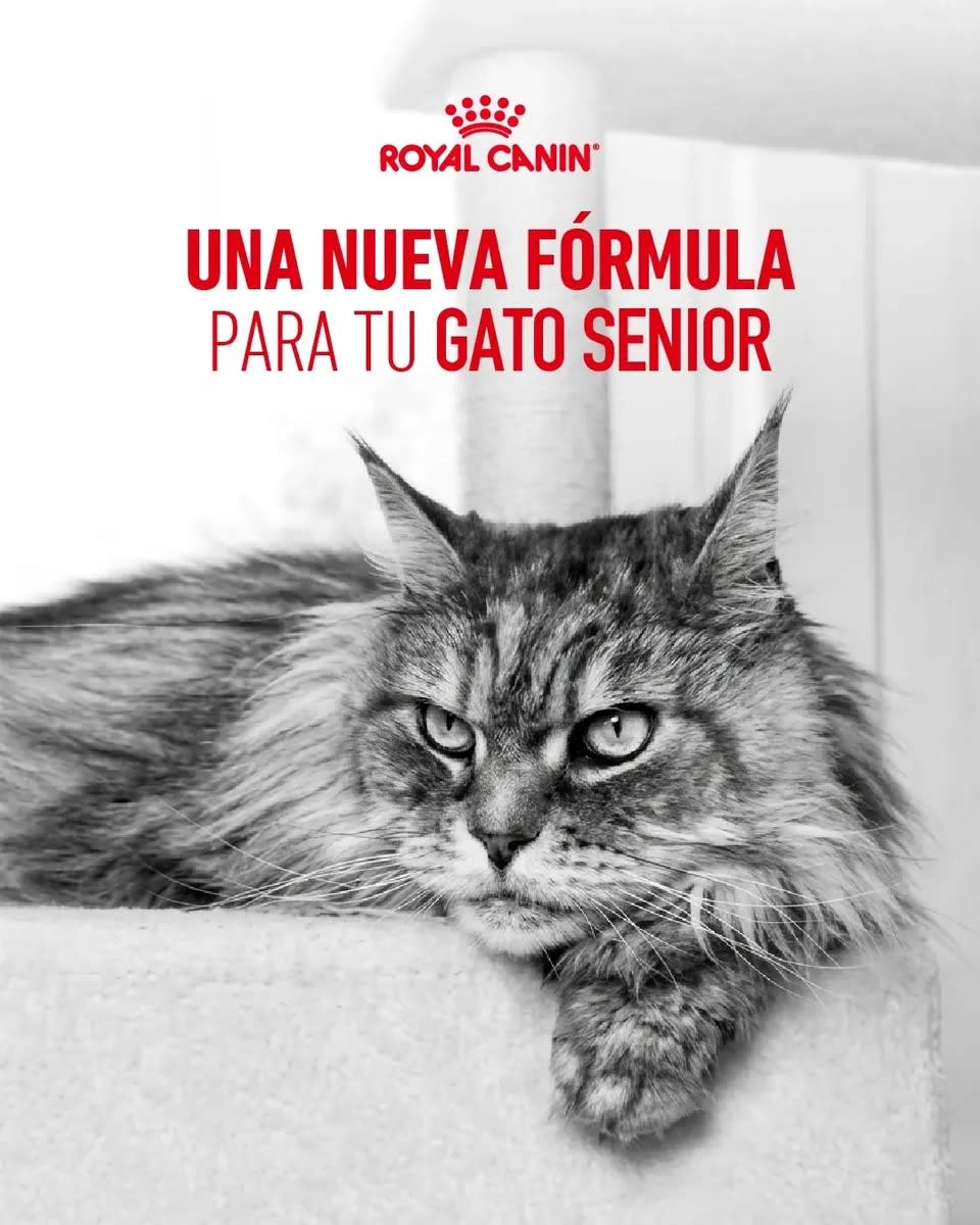 ROYAL CANIN GATO SENIOR AGEING 11+ 2KG3