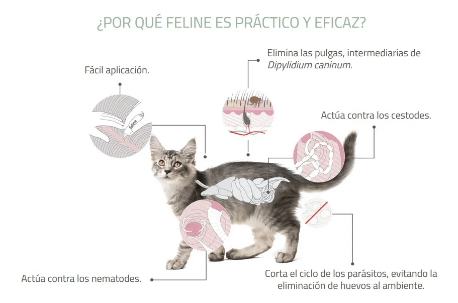 PIPETA FELINE LABYES PARA GATOS + 5 KG4