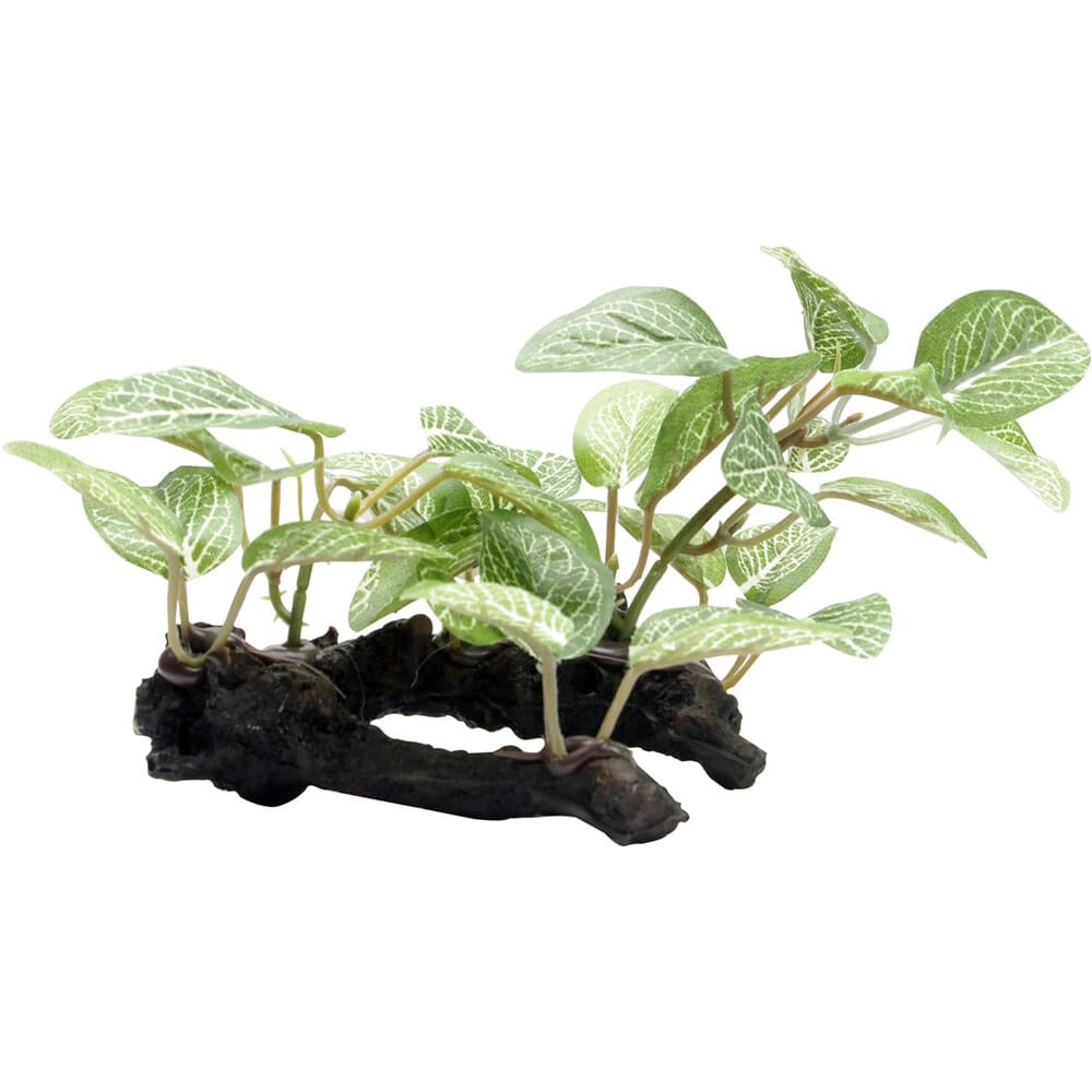 FLUVAL PLANTA HOJA DE SOMBRA AFRICANA SMALL1