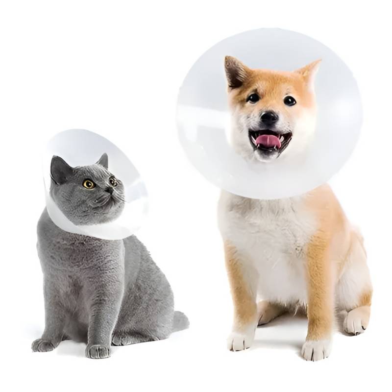 Collar Isabelino 7,5 CM1