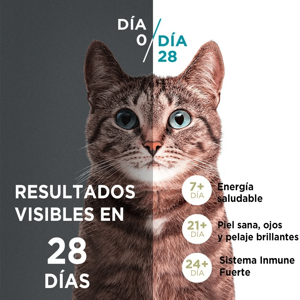 PURINA ONE GATO ESTERILIZADO SALMON 6 KG2