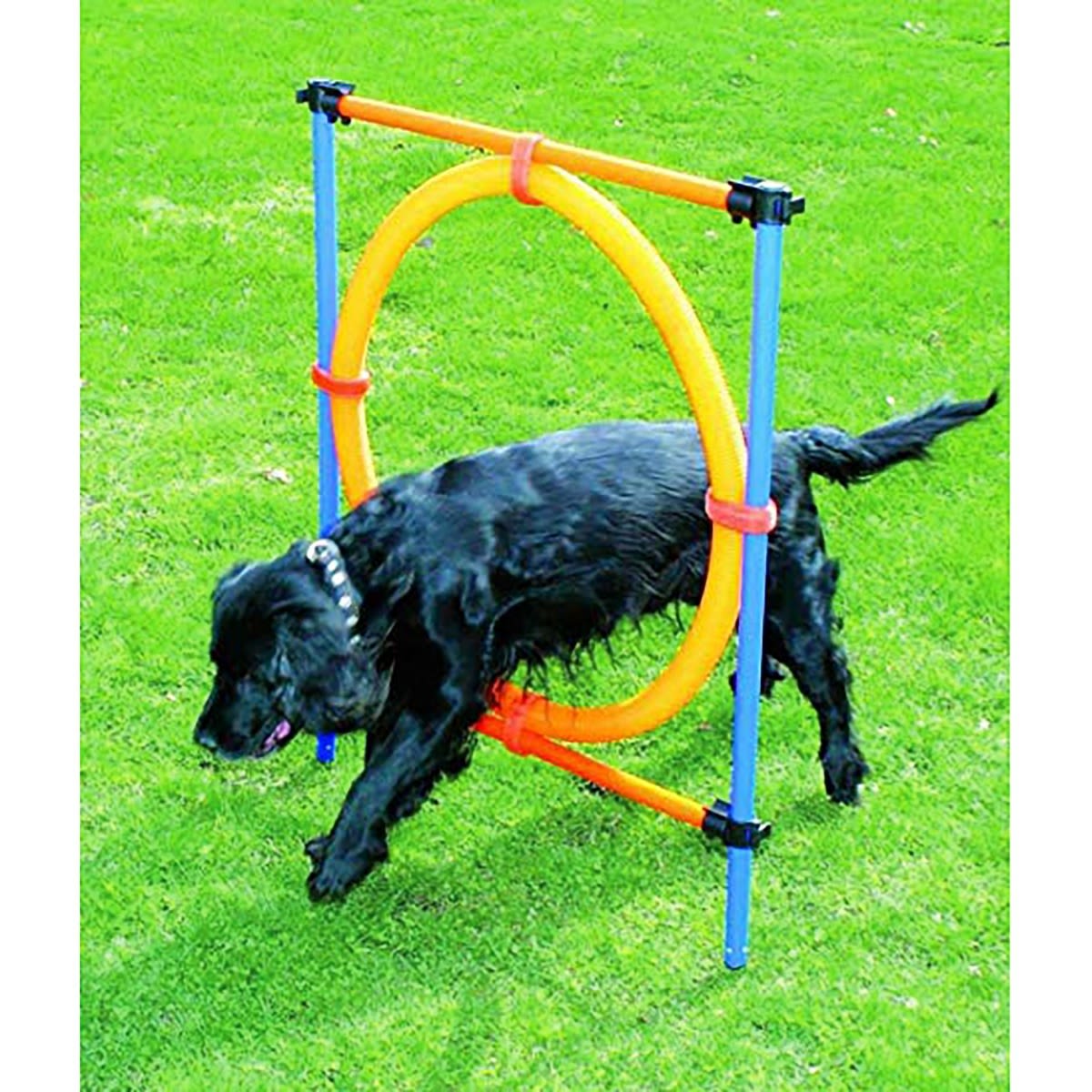 PAWISE ARO AGILITY2