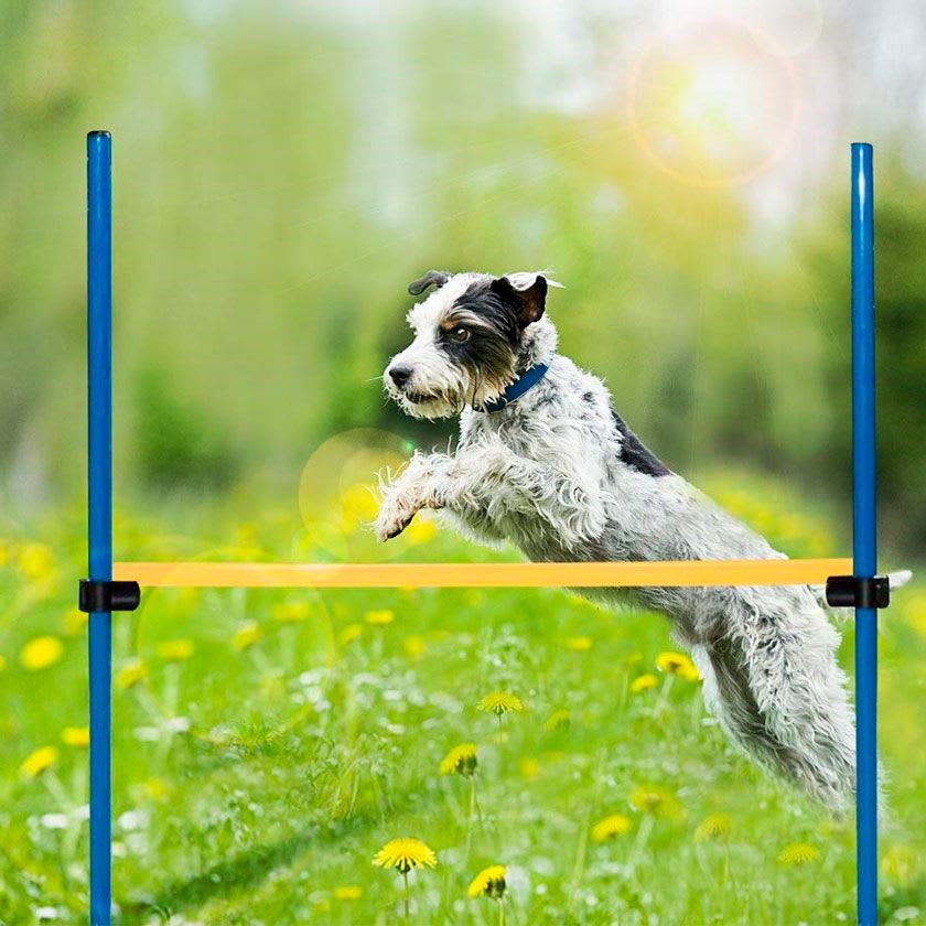PAWISE VALLA AGILITY1