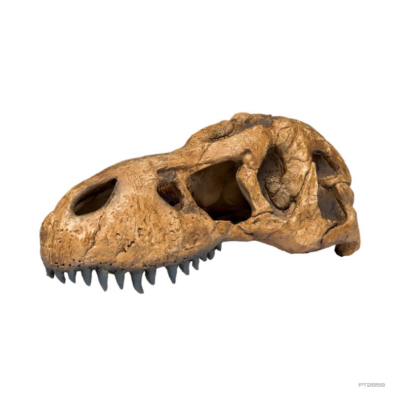 EXO TERRA DECO REFUGIO CRANEO T-REX1