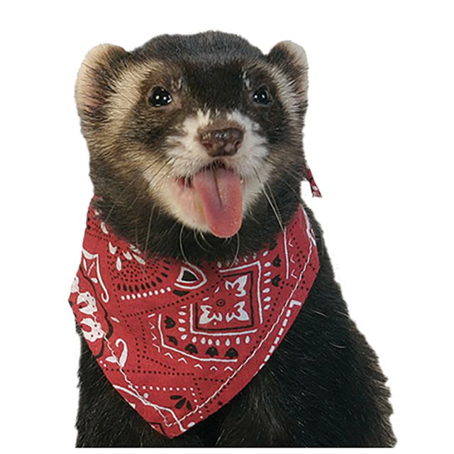 PAÑUELO HURON ROJO1