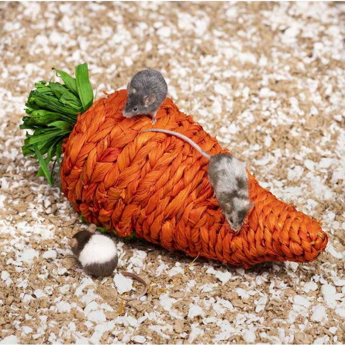 REFUGIO DE PASTO ZANAHORIA3