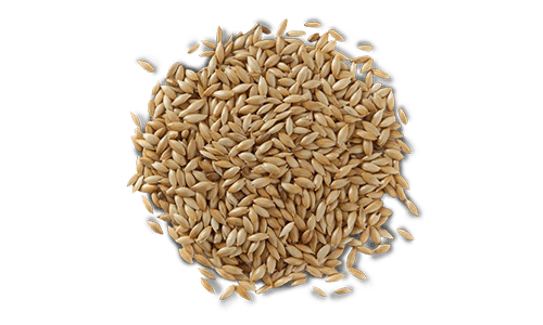 SEMILLA PARA CANARIOS (1 KG)1