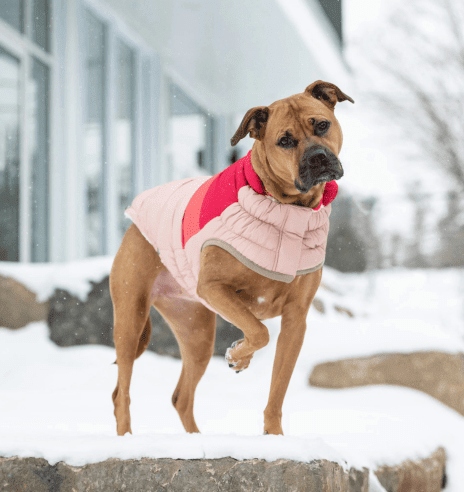 GF PET CHAQUETA COLOR BLOCK PUFFER PINK S4
