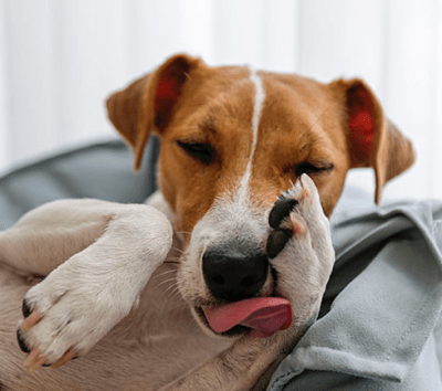 Tipos de alergias en perros