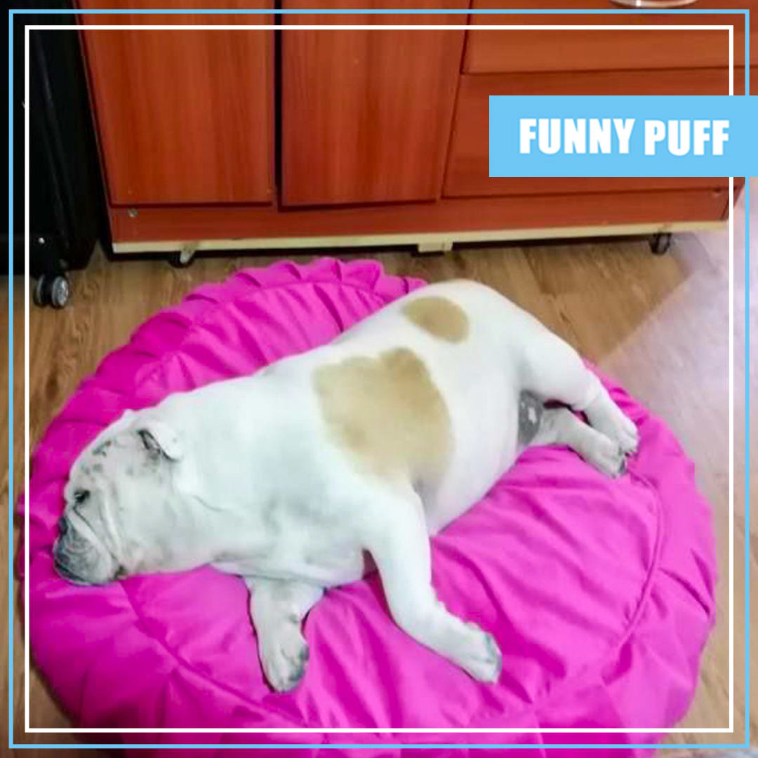 BED PUFF MASCOTAS4
