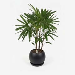 Palmera Raphis