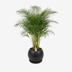 Palmera Hawaiana