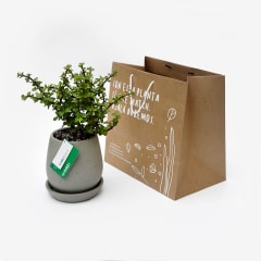 Planta de la Abundancia