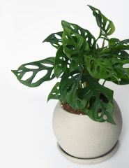 Monstera Adansonii