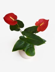 Anturio Rojo