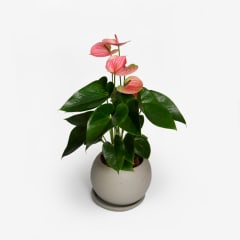 Anturio Rosado