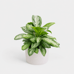 Aglaonema en Maceta Japi Lagoon Round