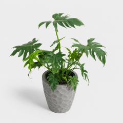 Philodendron Paraguayo en Maceta Japi Prisma Conic