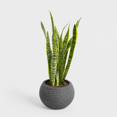 Sansevieria en Maceta Japi Lattice Bowl