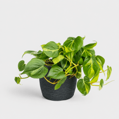 Philodendron Brasil en Maceta Japi European Round