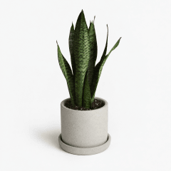 Sansevieria