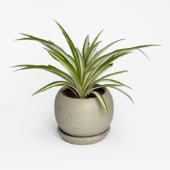 Cinta Chlorophytum