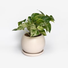 Potus Marble Queen