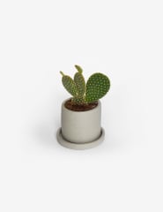 Cactus Opuntia Microdasys