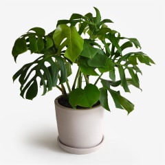 Monstera Borsigiana XL