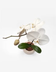 Orquídea Phalaenopsis Blanca