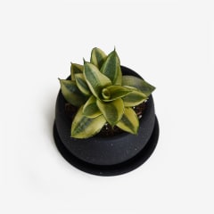 Sansevieria Enana Amarilla